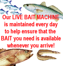 Our live bait machine is maintained every day to help ensure that the bait you need is available whenever you arrive!