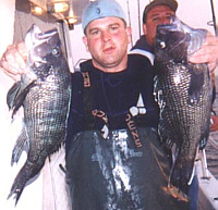 Blackfish, Seabass, Porgy & Ling