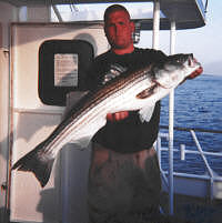 Striped Bass