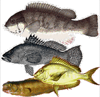 Blackfish, Seabass, Porgy & Ling